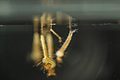 Banded mosquito larvae