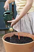Girl watering carrot seeds in plant pot with a watering can