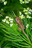 Common frog tadpole
