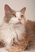 Laperm longhair cat