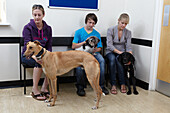 Veterinary surgery waiting room