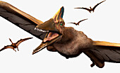 Pterodactylus in flight, illustration