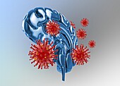 Covid-19 virus affecting the brain, conceptual illustration