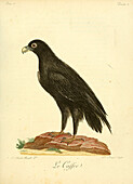 Caffre bird of prey, 18th century illustration