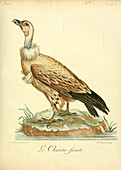 Cape vulture, 18th century illustration