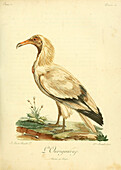 Egyptian vulture, 18th century illustration
