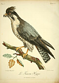 Crested falcon, 18th century illustration