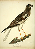 Pied harrier, 18th century illustration