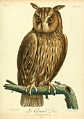 Eurasian eagle-owl, 18th century illustration