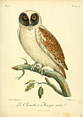 Rufous-legged owl, 18th century illustration