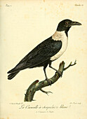Hooded crow, 18th century illustration