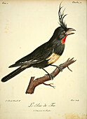 Imaginary bird, 18th century illustration