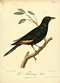 Pale-winged starling, 18th century illustration