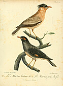 Male and female bird, 18th century illustration