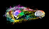 Human brains with energy field, 3D illustration