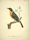Chorister robin-chat, 18th century illustration