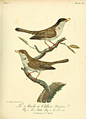 Black-crowned blackbird, 18th century illustration