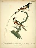Flycatcher, 18th century illustration