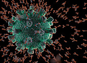 Antibodies attacking coronavirus particle, illustration