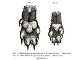 Dog's fore and hind paw, 19th century illustration