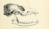 Skull of a desert fox, 19th century illustration