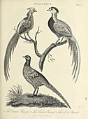 Pheasants, 19th century illustration