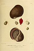 Freshwater snail , 19th century illustration