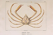 Crustaceans, 19th century illustration