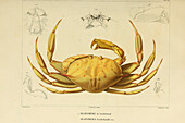 Platymera crab, 19th century illustration