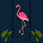 Flamingo, illustration