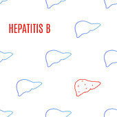 Hepatitis B, conceptual illustration