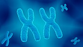 X chromosomes, illustration