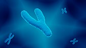 Y chromosome, illustration