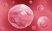 Neutrophil, white blood cell, illustration