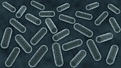 Bacteria microscopy, illustration