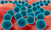 Staphylococcus illustration