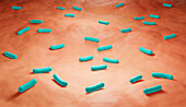 Skin microbiome, illustration