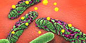Antibiotic attacking pathogens, illustration
