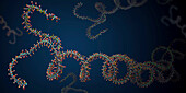 Ribonucleic acid chain, illustration
