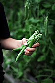 Garden peas being picked by hand from a garden