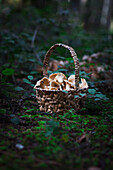 Fresh chanterelles in a basket in the woods