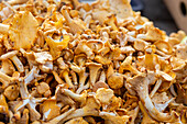 Chanterelles