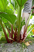 Rhubarb being picked