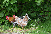 Hen and rooster in garden