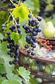 Blaue Weintrauben