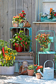 Late summer terrace with snack peppers, chilli 'Basket of Fire', edible ornamental pepper 'Salsa', echeveria and moonstone