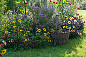 Late summer flowerbed with sunflowers, hyssop, New England aster, dahlias, foxglove 'Raspberry Improved' and amaranth