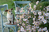 Small seating area by flowerbed of Japanese anemone 'September charm', dog Zula sitting on chair