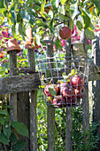 Drahtkorb mit Äpfeln am Gartenzaun