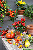 Edible ornamental peppers 'Salsa' in clay pots, chilli 'Basket of Fire', lemon thyme, tomatoes, yellow courgettes, marigold and borage flowers
